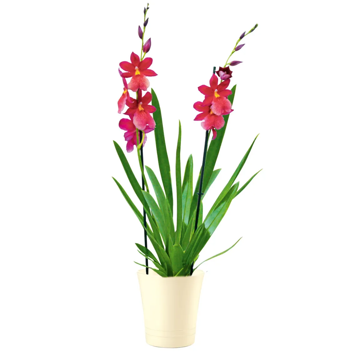 Plantiflor Orchideen-Mix Topf Durchmesser 9 cm