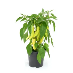 Plantiflor Paprika Sweet Banana Topf 19 cm