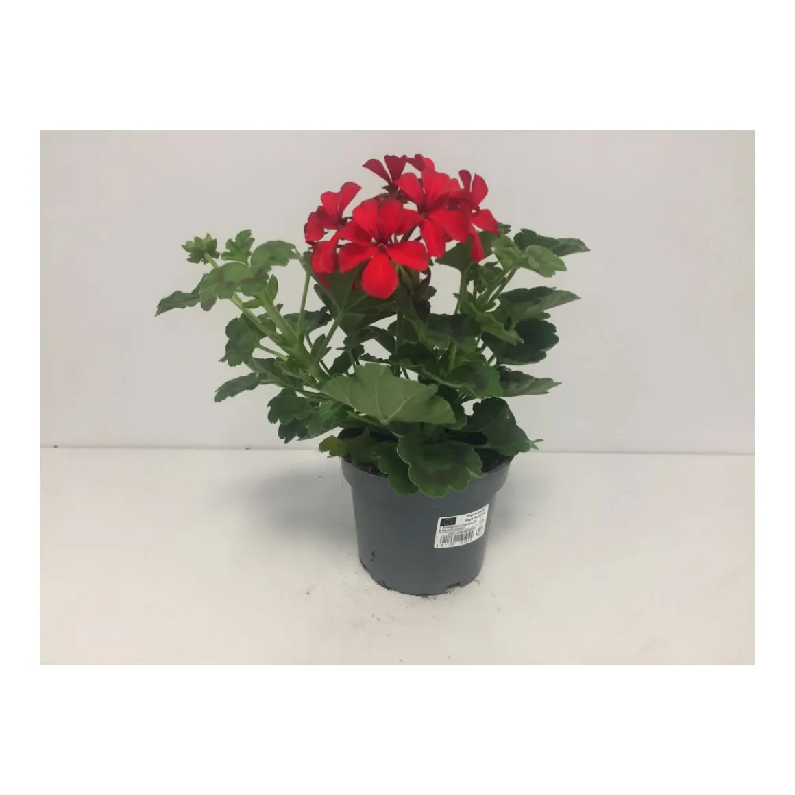 Plantiflor Pelargonie Calliope Topf Durchmesser 12 cm