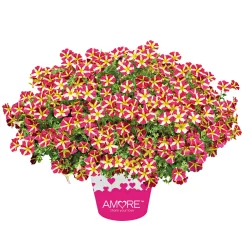 Plantiflor Petunia Topf Durchmesser 12 cm