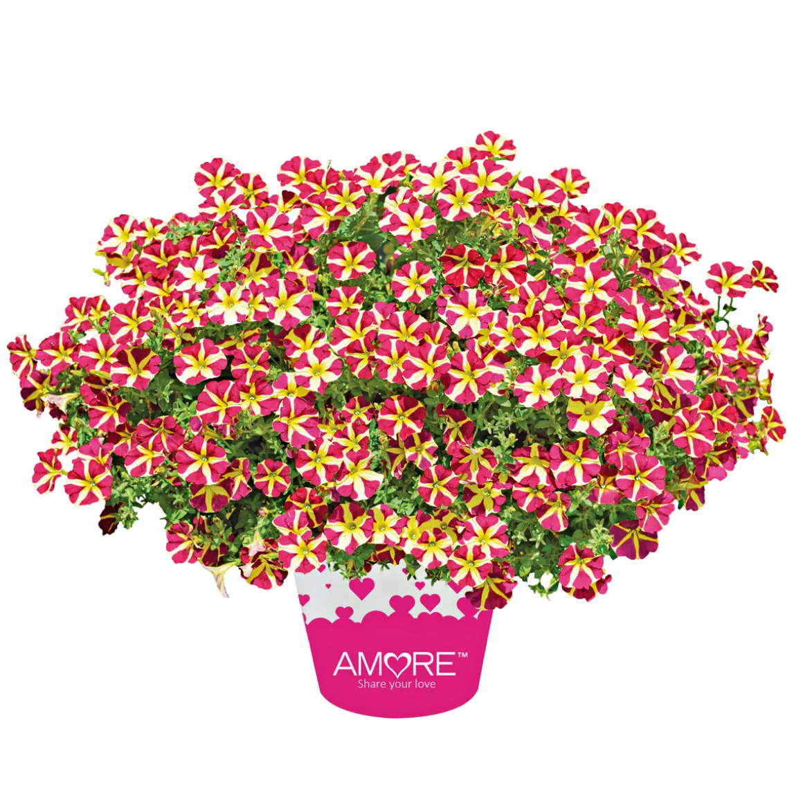 Plantiflor Petunia Topf Durchmesser 12 cm