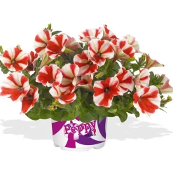 Plantiflor Petunia Topf Durchmesser 12 cm
