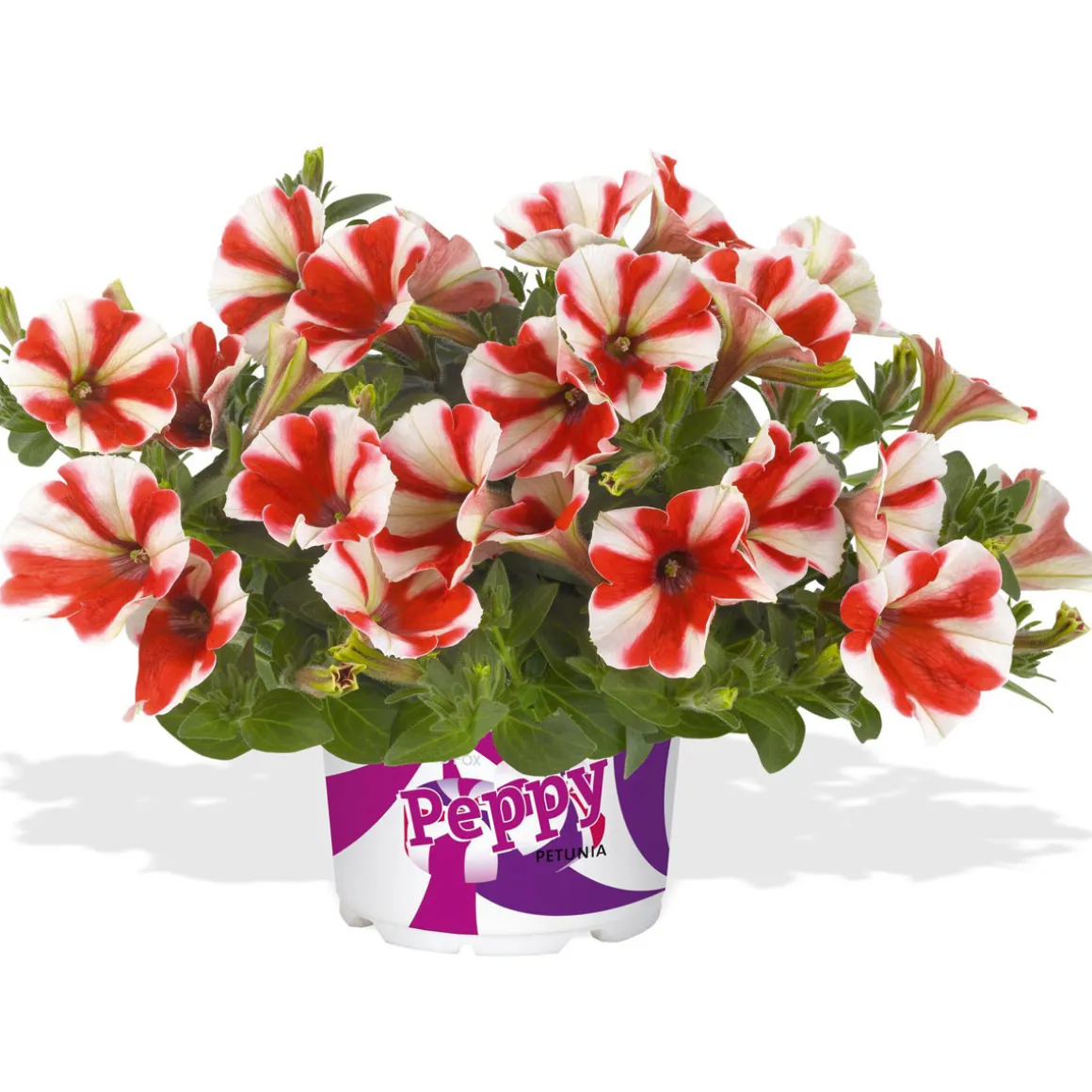 Plantiflor Petunia Topf Durchmesser 12 cm