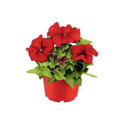 Plantiflor Petunie großblumig ton in ton T13