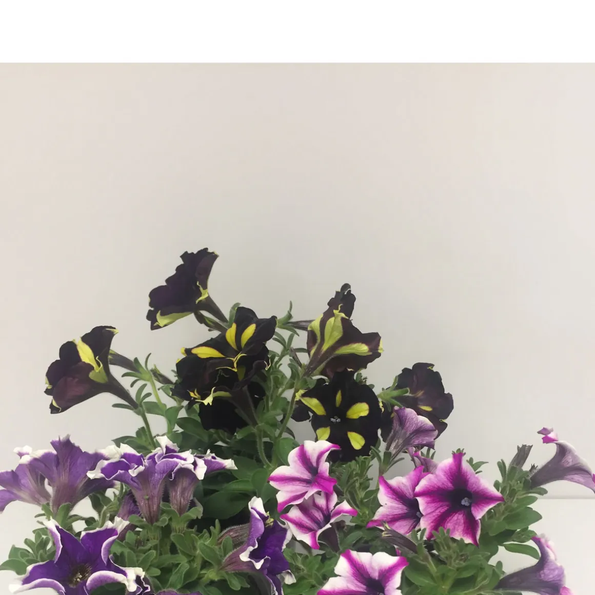 Plantiflor Petunie in Sonderfarben Topf Durchmesser 12 cm