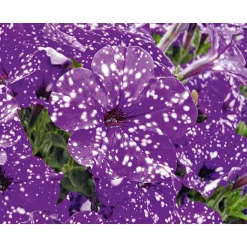 Plantiflor Petunie Night Sky Topf Durchmesser 12 cm