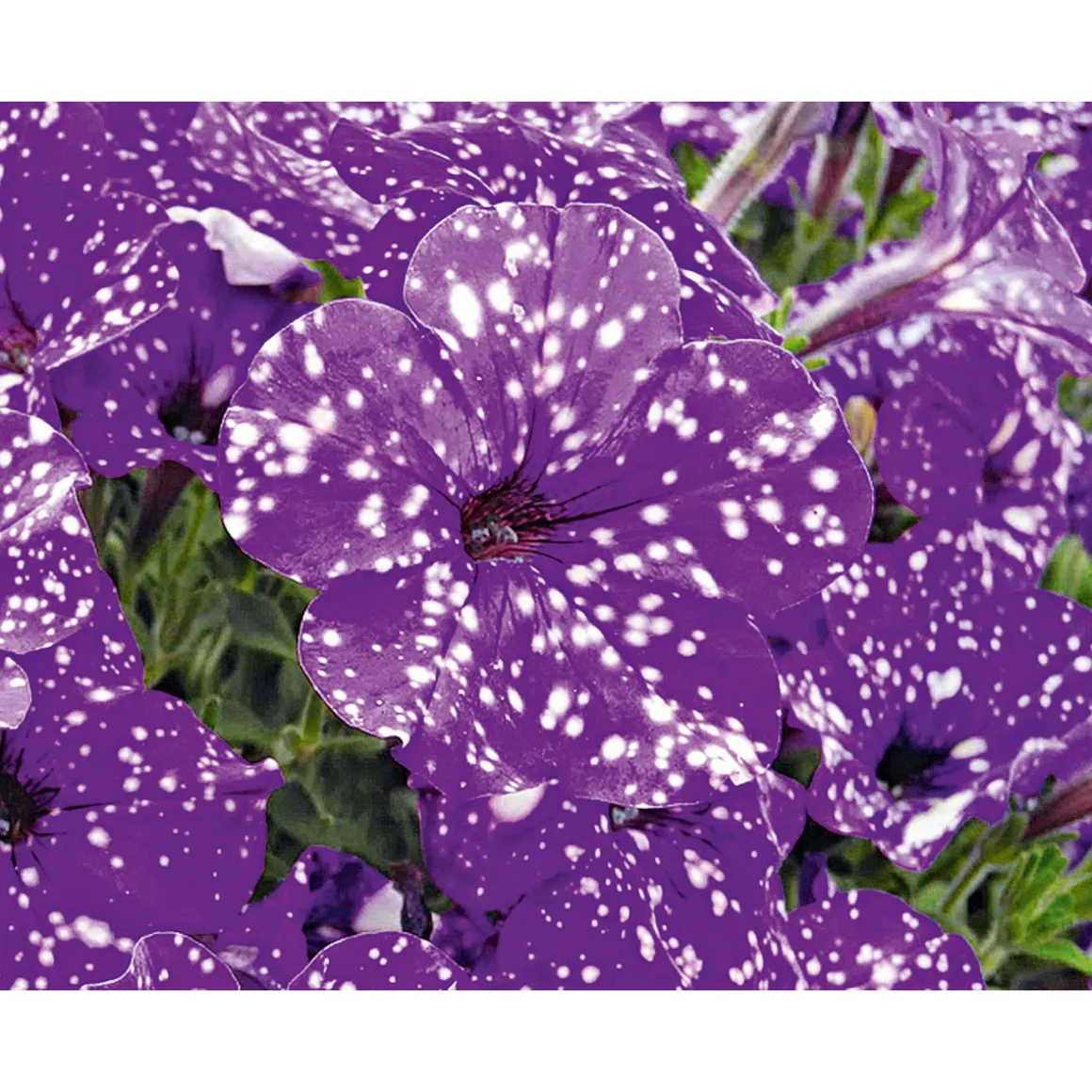 Plantiflor Petunie Night Sky Topf Durchmesser 12 cm