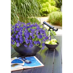 Plantiflor Petunie Night Sky Topf Durchmesser 12 cm