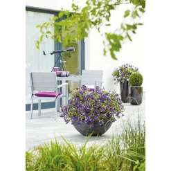 Plantiflor Petunie Night Sky Topf Durchmesser 12 cm