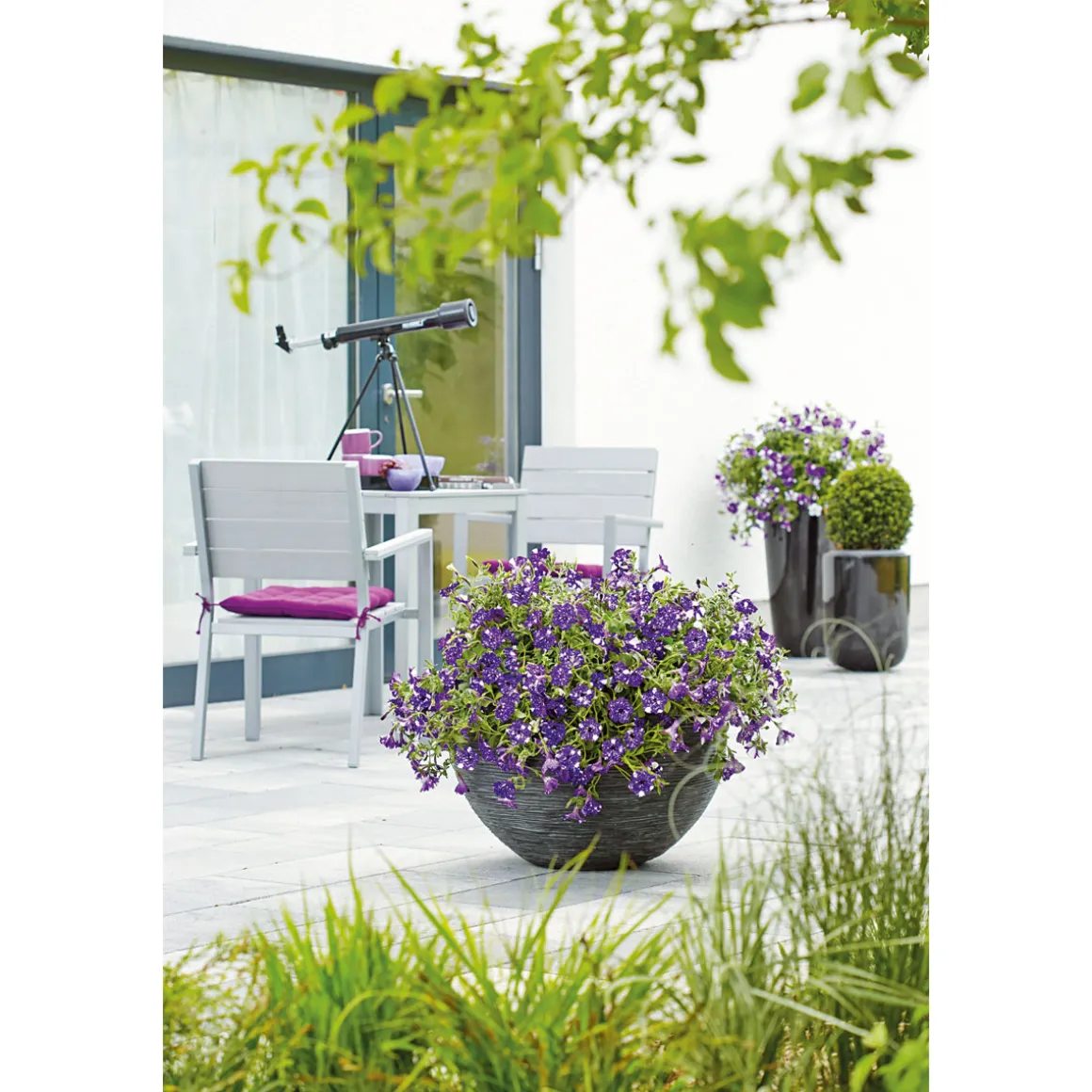 Plantiflor Petunie Night Sky Topf Durchmesser 12 cm