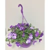 Plantiflor Petunien-Ampel Night Sky T25