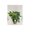 Plantiflor Philodendron Little Hope 55-65 cm T21