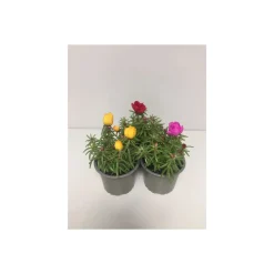 Plantiflor Portulac-Mix T9