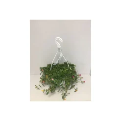 Plantiflor Portulak Ampel T22