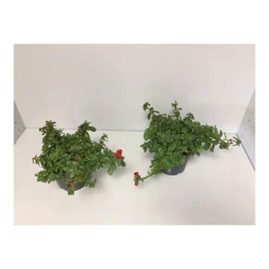 Plantiflor Portulakröschen T13 versch Farben