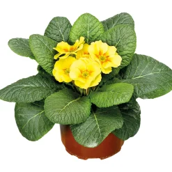 Plantiflor Primel Topf Durchmesser 9 cm