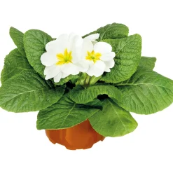 Plantiflor Primel Topf Durchmesser 9 cm