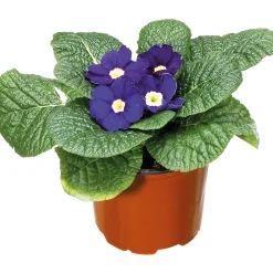 Plantiflor Primel Topf Durchmesser 9 cm