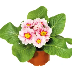 Plantiflor Primel Topf Durchmesser 9 cm