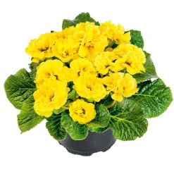 Plantiflor Primel Topf Durchmesser 10,5 cm