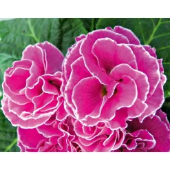 Plantiflor Primel Topf Durchmesser 10,5 cm