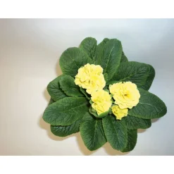 Plantiflor Primeln Sonderfarben Topf Durchmesser 11 cm