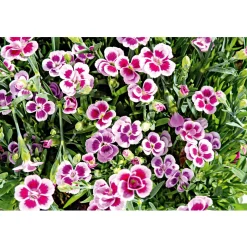 Plantiflor Prinzess-Nelke Pink Kisses Topf- Durchmesser 12 cm