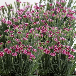 Plantiflor Prinzess-Nelke Pink Kisses Topf- Durchmesser 12 cm