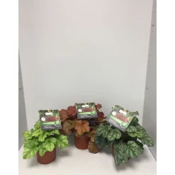 Plantiflor Purpurglöckchen Durchmesser 13 cm versch Farben