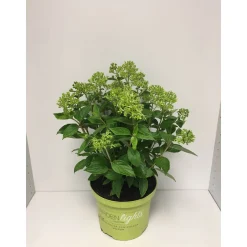 Plantiflor Rispenhortensie Whitelight Durchmesser 23 cm