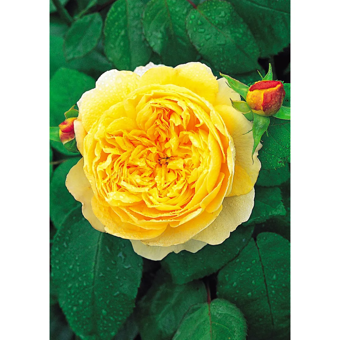 Plantiflor Rose Charles Darwin Topf- Durchmesser 23 cm