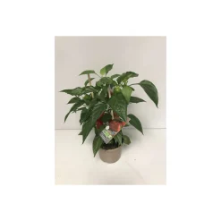 Plantiflor Rote Mini-Paprika Pick-a-Pep T14