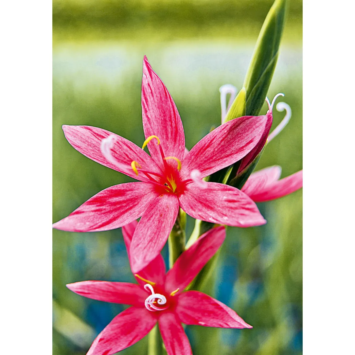 Plantiflor Roter Sumpfspaltgriffel in Sorten 9 cm