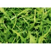 Plantiflor Rucola Topf Durchmesser 12 cm