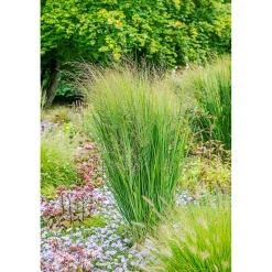 Plantiflor Ruten-Hirse Topf- Durchmesser 23 cm