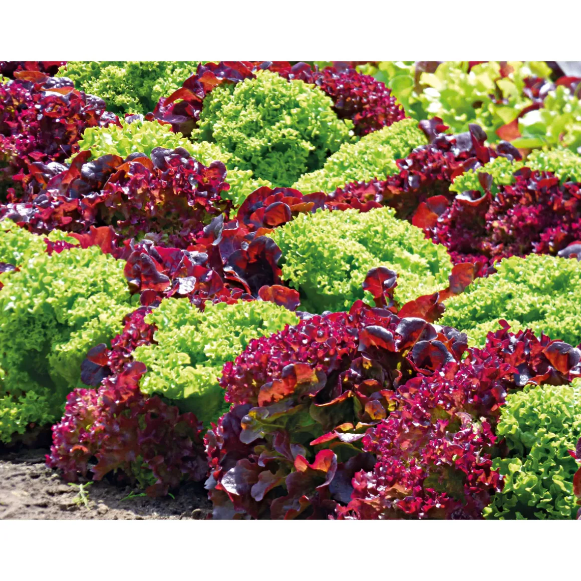 Plantiflor Salatjungpflanze Lollo Bionda 6er-Pack