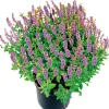 Plantiflor Salbei T14