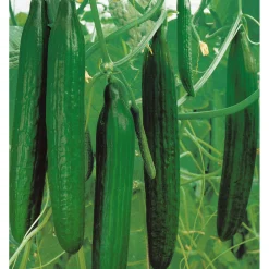 Plantiflor Schlangengurke plastikfrei Topf 12 cm