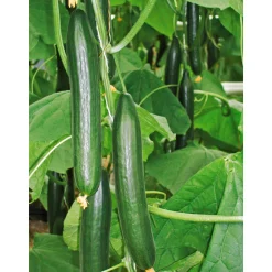 Plantiflor Schlangengurke plastikfrei Topf 12 cm