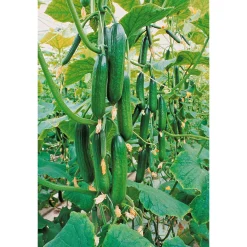 Plantiflor Schlangengurke plastikfrei Topf 12 cm