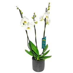 Plantiflor Schmetterlingsorchidee in Keramik Topf- Durchmesser 12 cm