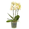 Plantiflor Schmetterlings-Orchidee 3-Trieber Topf Durchmesser 12 cm