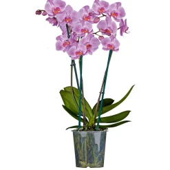Plantiflor Schmetterlings-Orchidee 3-Trieber Topf Durchmesser 12 cm