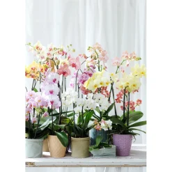 Plantiflor Schmetterlings-Orchidee 3-Trieber Topf Durchmesser 12 cm