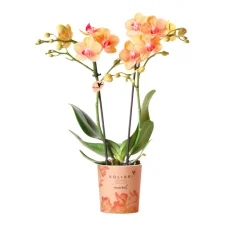 Plantiflor Schmetterlingsorchidee Topf- Durchmesser 9 cm