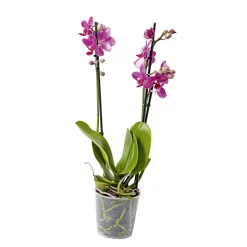 Plantiflor Schmetterlingsorchidee Topf- Durchmesser 9 cm