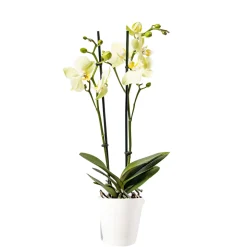 Plantiflor Schmetterlingsorchidee Topf- Durchmesser 9 cm