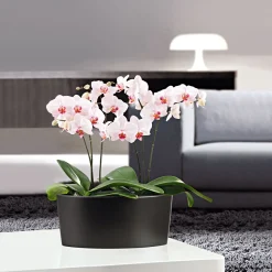 Plantiflor Schmetterlingsorchidee Topf- Durchmesser 9 cm