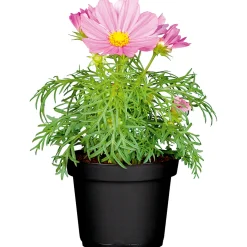 Plantiflor Schmuckkörbchen Topf Durchmesser 13 cm