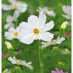 Plantiflor Schmuckkörbchen Topf Durchmesser 13 cm